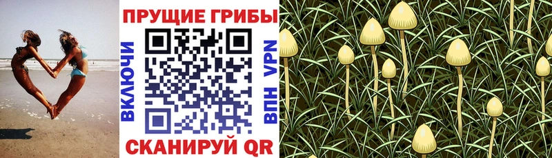 Купить где  Бологое  Галлюциногенные грибы Magic Shrooms 